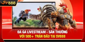 Đá Gà Livestream - Săn Thưởng Với 500+ Trận Đấu Tại SV888
