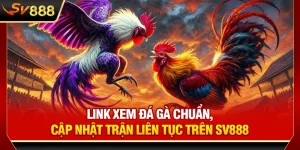 Link Xem Đá Gà Chuẩn, Cập Nhật Trận Liên Tục Trên SV888